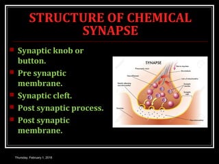 STRUCTURE OF CHEMICAL
SYNAPSE
 Synaptic knob or
button.
 Pre synaptic
membrane.
 Synaptic cleft.
 Post synaptic process.
 Post synaptic
membrane.
Thursday, February 1, 2018
 