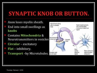 SYNAPTIC KNOB OR BUTTON.
 Axon loses myelin sheath.
 End into small swellings as
knobs
 Contains Mitochondria &
Neurotransmitters in vesicles
 Circular – excitatory
 Flat – inhibitory.
 Transport –by Microtubules.
Thursday, February 1, 2018
 