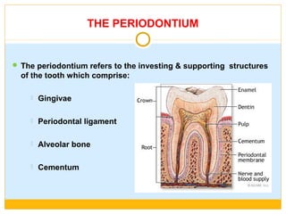 THE PERIODONTIUM
 The periodontium refers to the investing & supporting structures
of the tooth which comprise:
 Gingivae
 Periodontal ligament
 Alveolar bone
 Cementum
 
