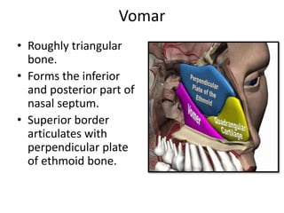 Vomar
• Roughly triangular
bone.
• Forms the inferior
and posterior part of
nasal septum.
• Superior border
articulates with
perpendicular plate
of ethmoid bone.
 