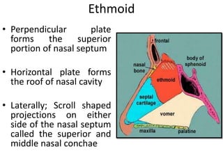 Ethmoid
• Perpendicular plate
forms the superior
portion of nasal septum
• Horizontal plate forms
the roof of nasal cavity
• Laterally; Scroll shaped
projections on either
side of the nasal septum
called the superior and
middle nasal conchae
 