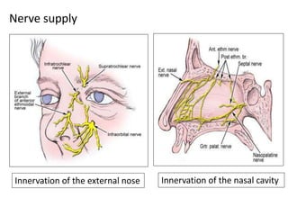 Nerve supply
Innervation of the nasal cavityInnervation of the external nose
 