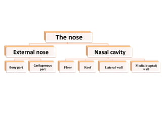 The nose
External nose
Bony part
Carilagenous
part
Nasal cavity
Floor Roof Lateral wall
Medial (septal)
wall
 
