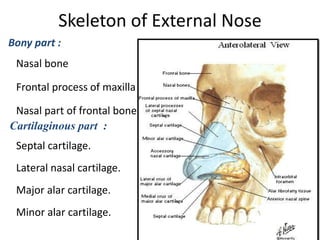 Skeleton of External Nose
Bony part :
Nasal bone
Frontal process of maxilla
Nasal part of frontal bone
Cartilaginous part :
Septal cartilage.
Lateral nasal cartilage.
Major alar cartilage.
Minor alar cartilage.
 