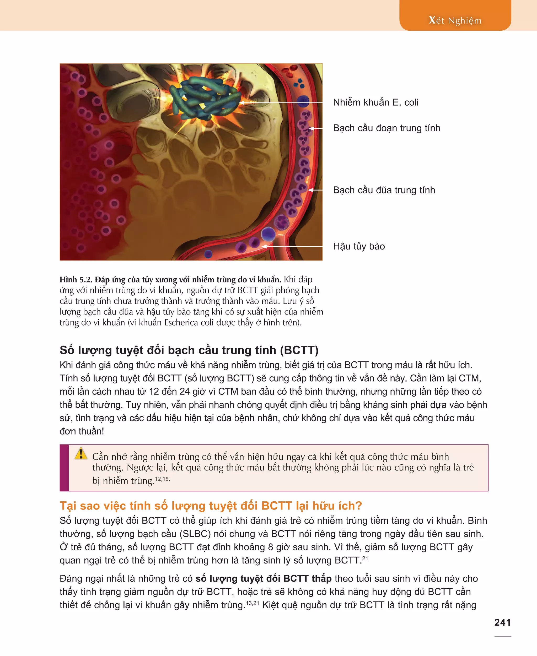 241
Xét Nghiệm
Số lượng tuyệt đối bạch cầu trung tính (BCTT)
Khi đánh giá công thức máu về khả năng nhiễm trùng, biết giá trị của BCTT trong máu là rất hữu ích.
Tính số lượng tuyệt đối BCTT (số lượng BCTT) sẽ cung cấp thông tin về vấn đề này. Cần làm lại CTM,
mỗi lần cách nhau từ 12 đến 24 giờ vì CTM ban đầu có thể bình thường, nhưng những lần tiếp theo có
thể bất thường. Tuy nhiên, vẫn phải nhanh chóng quyết định điều trị bằng kháng sinh phải dựa vào bệnh
sử, tình trạng và các dấu hiệu hiện tại của bệnh nhân, chứ không chỉ dựa vào kết quả công thức máu
đơn thuần!
Cần nhớ rằng nhiễm trùng có thể vẫn hiện hữu ngay cả khi kết quả công thức máu bình
thường. Ngược lại, kết quả công thức máu bất thường không phải lúc nào cũng có nghĩa là trẻ
bị nhiễm trùng.12,15,

Tại sao việc tính số lượng tuyệt đối BCTT lại hữu ích?
Số lượng tuyệt đối BCTT có thể giúp ích khi đánh giá trẻ có nhiễm trùng tiềm tàng do vi khuẩn. Bình
thường, số lượng bạch cầu (SLBC) nói chung và BCTT nói riêng tăng trong ngày đầu tiên sau sinh.
Ở trẻ đủ tháng, số lượng BCTT đạt đỉnh khoảng 8 giờ sau sinh. Vì thế, giảm số lượng BCTT gây
quan ngại trẻ có thể bị nhiễm trùng hơn là tăng sinh lý số lượng BCTT.21
Đáng ngại nhất là những trẻ có số lượng tuyệt đối BCTT thấp theo tuổi sau sinh vì điều này cho
thấy tình trạng giảm nguồn dự trữ BCTT, hoặc trẻ sẽ không có khả năng huy động đủ BCTT cần
thiết để chống lại vi khuẩn gây nhiễm trùng.13,21
Kiệt quệ nguồn dự trữ BCTT là tình trạng rất nặng
Hình 5.2. Đáp ứng của tủy xương với nhiễm trùng do vi khuẩn. Khi đáp
ứng với nhiễm trùng do vi khuẩn, nguồn dự trữ BCTT giải phóng bạch
cầu trung tính chưa trưởng thành và trưởng thành vào máu. Lưu ý số
lượng bạch cầu đũa và hậu tủy bào tăng khi có sự xuất hiện của nhiễm
trùng do vi khuẩn (vi khuẩn Escherica coli được thấy ở hình trên).
Nhiễm khuẩn E. coli
Bạch cầu đoạn trung tính
Bạch cầu đũa trung tính
Hậu tủy bào
 