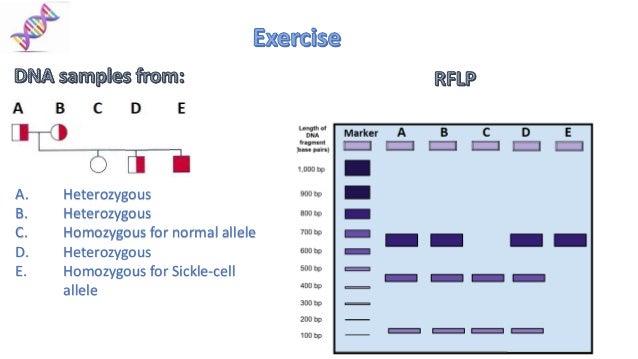 6. RFLP for Sickle Cell Anemia