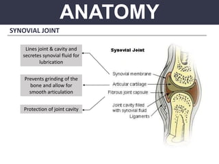 ANATOMY
SYNOVIAL JOINT
Protection of joint cavity
Lines joint & cavity and
secretes synovial fluid for
lubrication
Prevents grinding of the
bone and allow for
smooth articulation
 