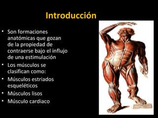 IntroducciónIntroducción
• Son formaciones
anatómicas que gozan
de la propiedad de
contraerse bajo el influjo
de una estimulación
• Los músculos se
clasifican como:
• Músculos estriados
esqueléticos
• Músculos lisos
• Músculo cardiaco
 