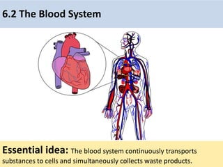 6.2 The Blood System
Essential idea: The blood system continuously transports
substances to cells and simultaneously collects waste products.
 