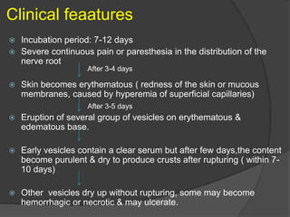 Clinical feaatures
 Incubation period: 7-12 days
 Severe continuous pain or paresthesia in the distribution of the
nerve root
 Skin becomes erythematous ( redness of the skin or mucous
membranes, caused by hyperemia of superficial capillaries)
 Eruption of several group of vesicles on erythematous &
edematous base.
 Early vesicles contain a clear serum but after few days,the content
become purulent & dry to produce crusts after rupturing ( within 7-
10 days)
 Other vesicles dry up without rupturing, some may become
hemorrhagic or necrotic & may ulcerate.
After 3-4 days
After 3-5 days
 