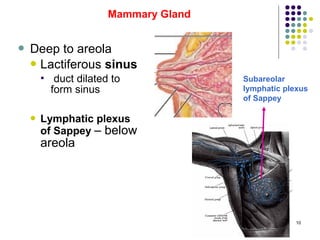  Deep to areola
 Lactiferous sinus
 duct dilated to
form sinus
 Lymphatic plexus
of Sappey – below
areola
10
Mammary Gland
Subareolar
lymphatic plexus
of Sappey
 