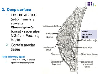 11
2. Deep surface
 LAKE OF MERCILLE
(retro mammary
space or
Chassaignac’s
bursa) - separates
MG from Pect maj
fascia.
 Contain areolar
tissue
Retro mammary space
 Helps in mobility of breast
 Space for breast implants
Retro
mammary
space
 