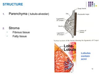12
STRUCTURE
1. Parenchyma ( tubulo-alveolar)
2. Stroma
 Fibrous tissue
 Fatty tissue
Lobules
contain
acini
 