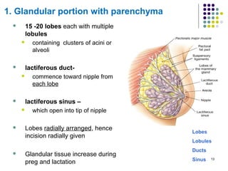 1. Glandular portion with parenchyma
 15 -20 lobes each with multiple
lobules
 containing clusters of acini or
alveoli
 lactiferous duct-
 commence toward nipple from
each lobe
 lactiferous sinus –
 which open into tip of nipple
 Lobes radially arranged, hence
incision radially given
 Glandular tissue increase during
preg and lactation
13
Lobes
Lobules
Ducts
Sinus
 