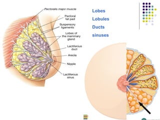 14
Lobes
Lobules
Ducts
sinuses
 
