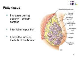 Fatty tissue
 Increase during
puberty – smooth
contour
 Inter lobar in position
 Forms the most of
the bulk of the breast
16
 