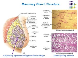 17
Mammary Gland: Structure
Alveoli opening into ductSuspensory ligament running from skin to P Major
 