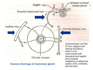 20
Venous drainage of mammary gland
Communication via Post
IC vein, Azygous and
Internal vert plexus
which in turn
communicate with
transverse and sagittal
sinus spreads
malignancy to abdominal
organs, brain, vertebrae,
ribs and skull
 