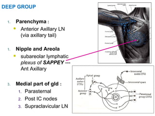 24
DEEP GROUP
1. Parenchyma :
 Anterior Axillary LN
(via axillary tail)
1. Nipple and Areola
 subareolar lymphatic
plexus of SAPPEY ---
Ant Axillary
3. Medial part of gld :
1. Parasternal
2. Post IC nodes
3. Supraclavicular LN
 