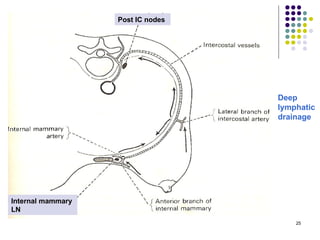 25
Post IC nodes
Internal mammary
LN
Deep
lymphatic
drainage
 
