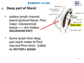 26
MAMMARY GLAND
4. Deep part of Gland :
 solitary lymph channel
pierce pectoral fascia, Pect
major, Clavipectoral
fascia------ Ant Axillary
(BACKDOOR EXIT)
 Some lymph from deep
part reach nodes bt Pect
maj and Pect minor. Called
as ROTTER’s NODES
Rotters nodes
 