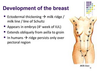 Development of the breast
 Ectodermal thickening  milk ridge /
milk line / line of Schultz
 Appears in embryo (4th
week of IUL)
 Extends obliquely from axilla to groin
 In humans  ridge persists only over
pectoral region
36
 