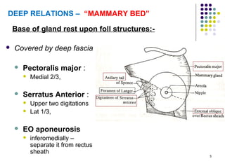 5
DEEP RELATIONS – “MAMMARY BED”
 Covered by deep fascia
 Pectoralis major :
 Medial 2/3,
 Serratus Anterior :
 Upper two digitations
 Lat 1/3,
 EO aponeurosis
 inferomedially –
separate it from rectus
sheath
Base of gland rest upon foll structures:-
 