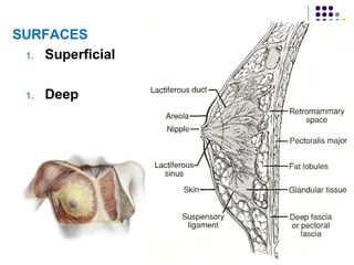 7
SURFACES
1. Superficial
1. Deep
 