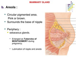 9
MAMMARY GLAND
b. Areola :
 Circular pigmented area.
Pink or brown.
 Surrounds the base of nipple
 Periphery :
 sebaceous glands.
 Enlarged as Tubercles of
MONTGOMERY during
pregnancy.
 Lubrication of nipple and areola
 