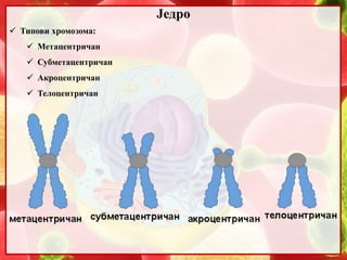 6. Jedro | PPT
