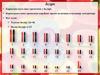 6. Jedro | PPT