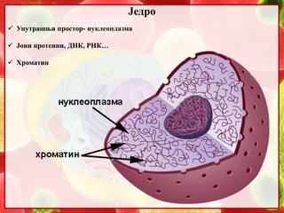 6. Jedro | PPT