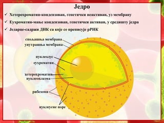 6. Jedro | PPT