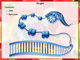 6. Jedro | PPT