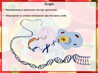 6. Jedro | PPT