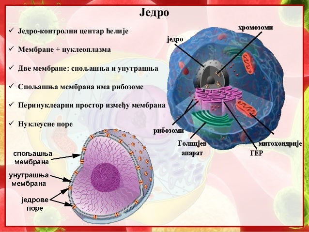 6. Jedro