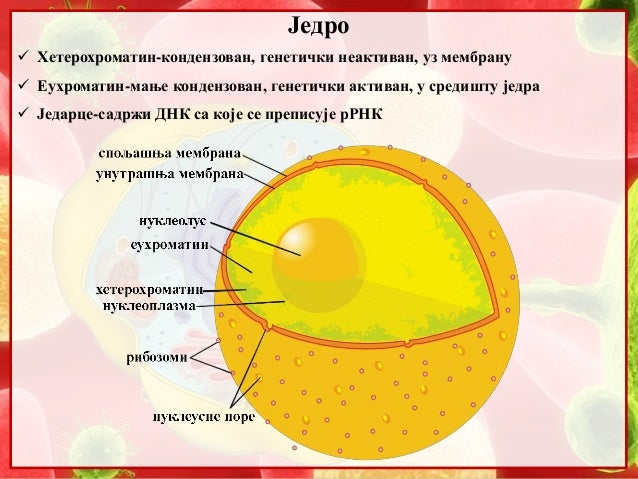 6. Jedro