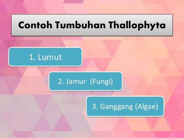 Tumbuhan Thallophyta Dan Tracheophyta Tumbuhan Thallophyta Dan Tracheophyta