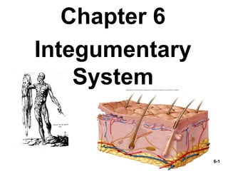 6-1
Chapter 6
Integumentary
System
 