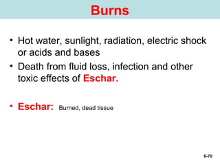 6. intergumentary system | PPT