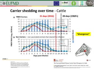 Carrier shedding over time - Cattle
= non vaccinated animals that cleared the infection
28 days (1960’s)21 days (2016)
“divergence”
 