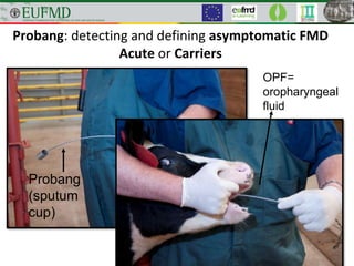 Probang: detecting and defining asymptomatic FMD
Acute or Carriers
Probang
(sputum
cup)
OPF=
oropharyngeal
fluid
 