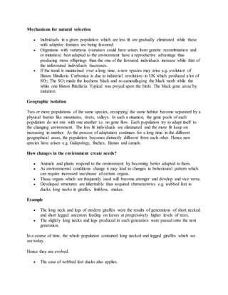 Mechanisms for natural selection
 Individuals in a given population which are less fit are gradually eliminated while those
with adaptive features are being favoured.
 Organisms with variations (variation could have arisen from genetic recombination and
or mutation) best adapted to the environment have a reproductive advantage thus
producing more offsprings than the one of the favoured individuals increase while that of
the unfavoured individuals decreases.
 If the trend is maintained over a long time, a new species may arise e.g. evolution of
Biston Bitullaria Carbonica is due to industrial revolution in UK which produced a lot of
SO2. The SO2 made the leechens black and so camouflaging the black moth while the
white one Biston Bitullaria Typical was preyed upon the birds. The black gene arose by
mutation.
Geographic isolation
Two or more populations of the same species, occupying the same habitat become separated by a
physical barrier like mountains, rivers, valleys. In such a situation, the gene pools of each
population do not mix with one another i.e. no gene flow. Each population try to adapt itself to
the changing environment. The less fit individuals are eliminated and the more fit keep on
increasing in number. As the process of adaptation continues for a long time in the different
geographical areas, the population becomes distinctly different from each other. Hence new
species have arisen e.g. Galapology, finches, Ilamas and camels.
How changes in the environment create needs?
 Animals and plants respond to the environment by becoming better adapted to them.
 As environmental conditions change it may lead to changes in behavioural pattern which
can require increased use/disuse of certain organs.
 Those organs which are frequently used will become stronger and develop and vice versa.
 Developed structures are inheritable thus acquired characteristics e.g. webbed feet in
ducks, long necks in giraffes, limbless, snakes.
Example
 The long neck and legs of modern giraffes were the results of generations of short necked
and short legged ancestors feeding on leaves at progressively higher levels of trees.
 The slightly long necks and legs produced in each generation were passed onto the next
generation.
In a course of time, the whole population contained long necked and legged giraffes which we
see today.
Hence they are evolved.
 The case of webbed feet ducks also applies.
 