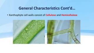 General Characteristics Cont’d…
• Xanthophyte cell walls consist of Cellulose and Hemicellulose
 