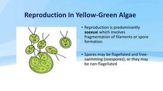 Reproduction In Yellow-Green Algae
• Reproduction is predominantly
asexual which involves
fragmentation of filaments or sp...