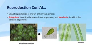 Reproduction Cont’d…
• Sexual reproduction is known only in two genera:
• Botrydium, in which the sex cells are isogamous,...
