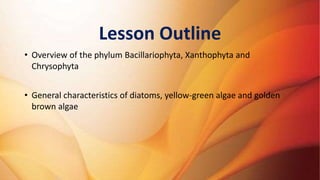 Lesson Outline
• Overview of the phylum Bacillariophyta, Xanthophyta and
Chrysophyta
• General characteristics of diatoms,...