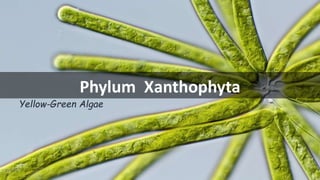 Phylum Xanthophyta
Yellow-Green Algae
 
