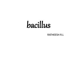 RATHEESH R.L
bacillus
 