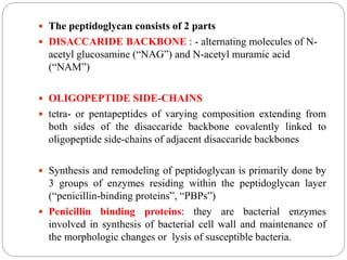  The peptidoglycan consists of 2 parts
 DISACCARIDE BACKBONE : - alternating molecules of N-
acetyl glucosamine (“NAG”) and N-acetyl muramic acid
(“NAM”)
 OLIGOPEPTIDE SIDE-CHAINS
 tetra- or pentapeptides of varying composition extending from
both sides of the disaccaride backbone covalently linked to
oligopeptide side-chains of adjacent disaccaride backbones
 Synthesis and remodeling of peptidoglycan is primarily done by
3 groups of enzymes residing within the peptidoglycan layer
(“penicillin-binding proteins”, “PBPs”)
 Penicillin binding proteins: they are bacterial enzymes
involved in synthesis of bacterial cell wall and maintenance of
the morphologic changes or lysis of susceptible bacteria.
 